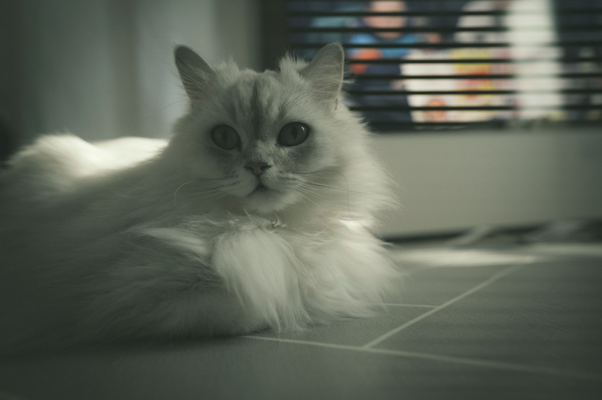 Close-up of a White Persian Cat