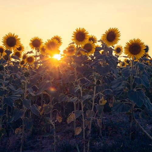 Imagine de stoc gratuită din @în aer liber, activități agricole, agricultură