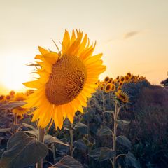 Sunflower field bathed in warm golden-hour sunlight