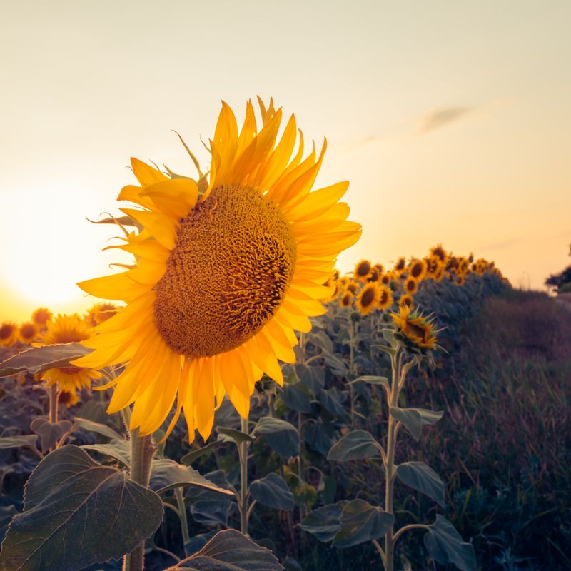 Sunflower field bathed in warm golden-hour sunlight