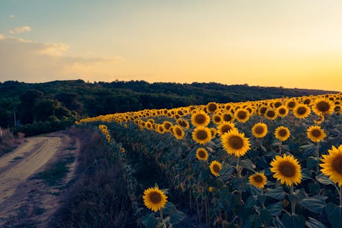 Sunflower field at sunset