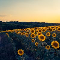 Show artwork: sunflower field at sunset — Photo by Nikolett Emmert on Pexels