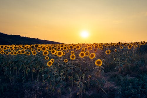 Sunflower field at sunset