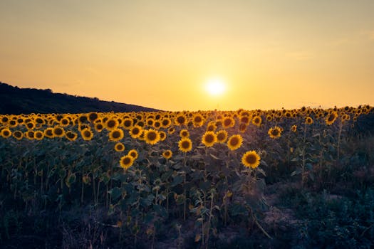 Golden sunflowers bask in the warm glow of sunset, creating a stunning rural landscape.