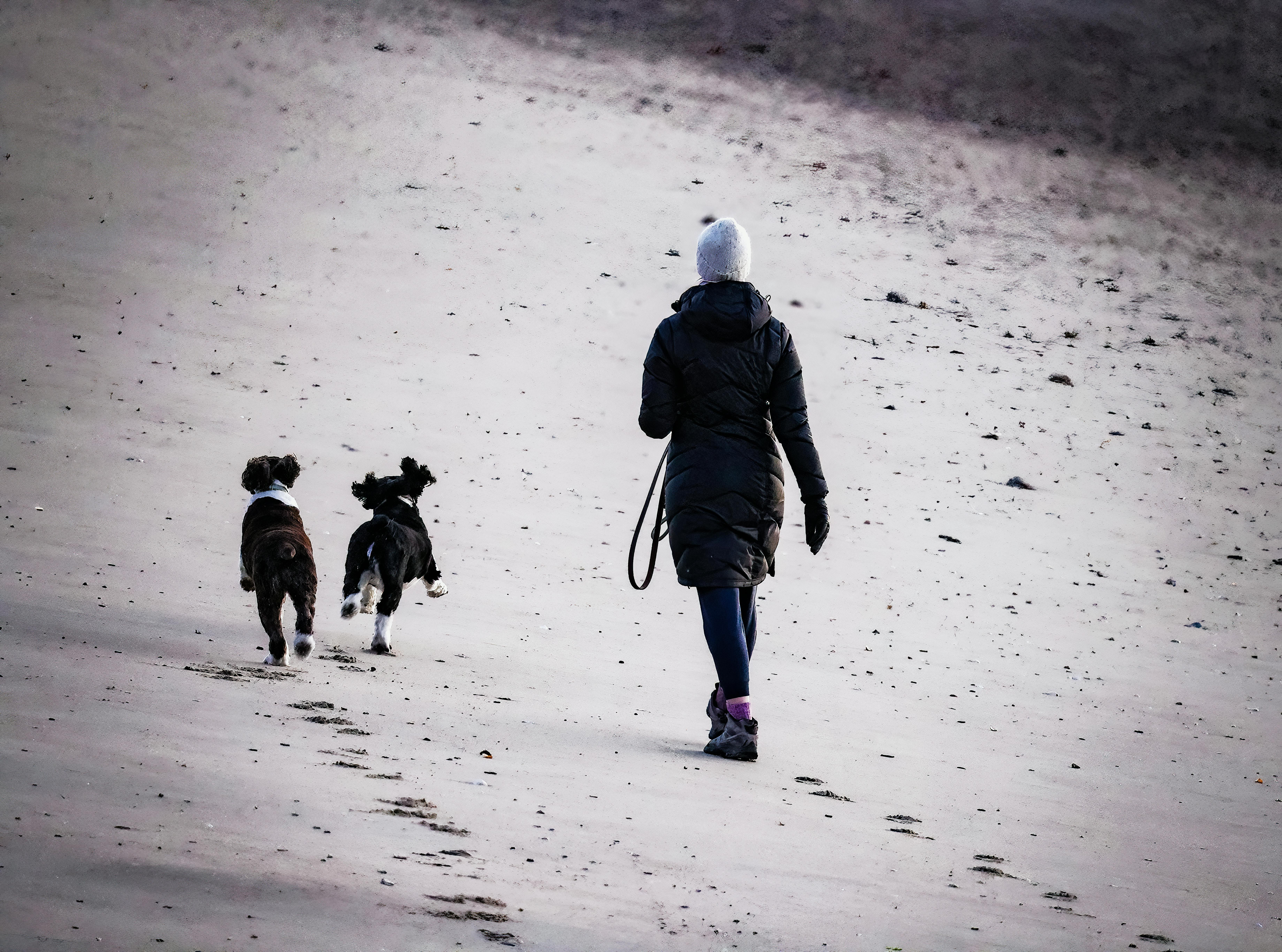 Dogs as Lifestyle Companions: What This Means for Brands &amp; Retailers — Photo by David Kanigan on Pexels