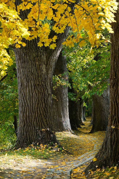 Fotos de stock gratuitas de árbol, arboles, arce