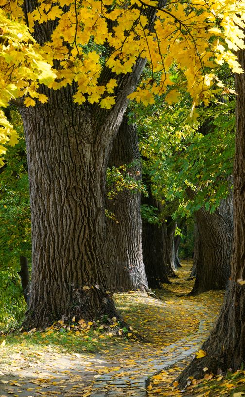 Yellow Photo Example Yellow Photos, Download The BEST Free Yellow Stock Photos & HD Images