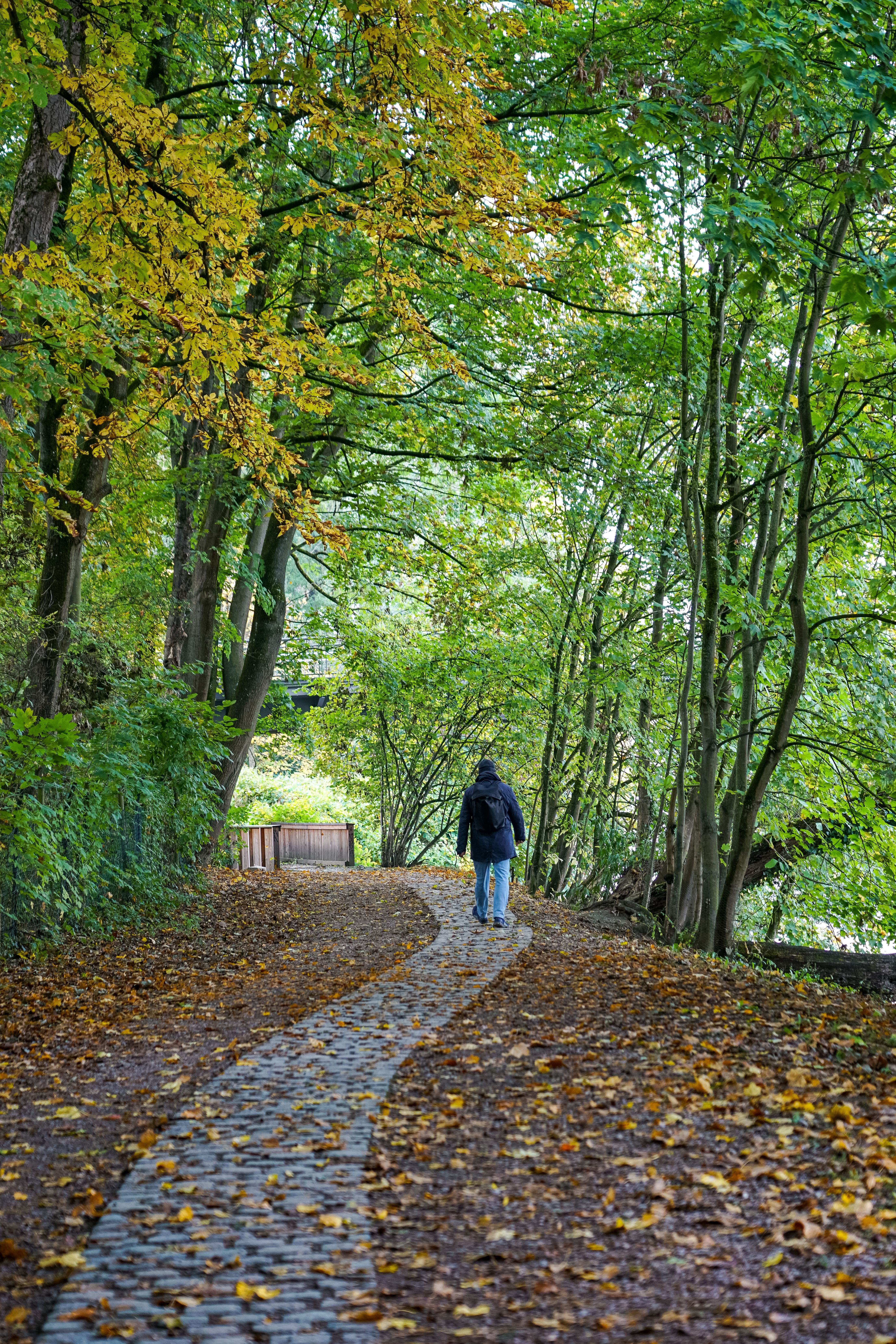Back View of a Person Walking in a Park in Autumn · Free Stock Photo