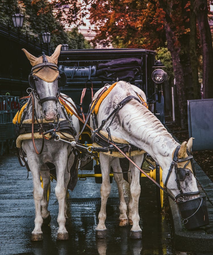 Harnessed Horses And A Carriage 