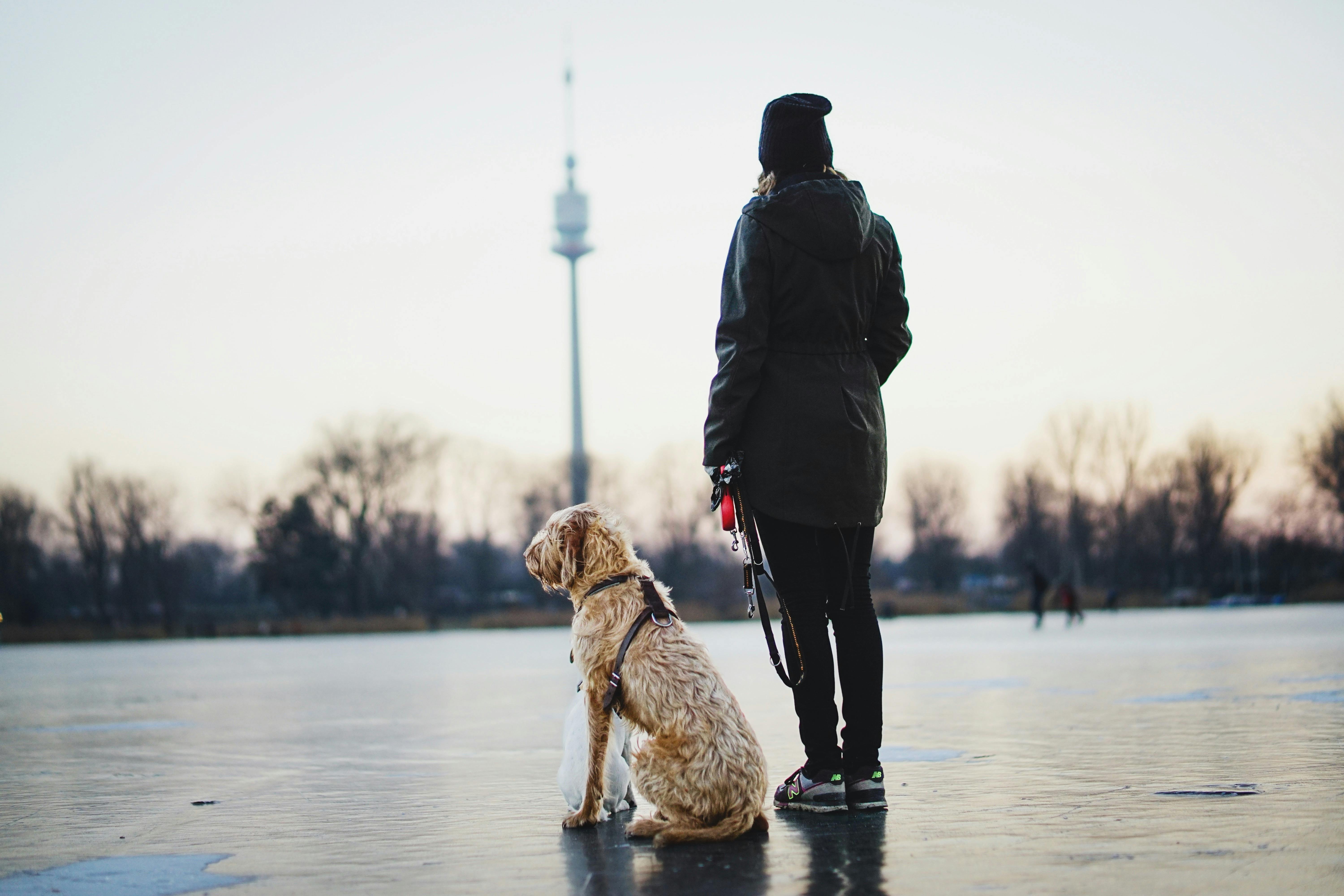 Dogs as Lifestyle Companions: What This Means for Brands &amp; Retailers — Photo by Andreas Schnabl on Pexels