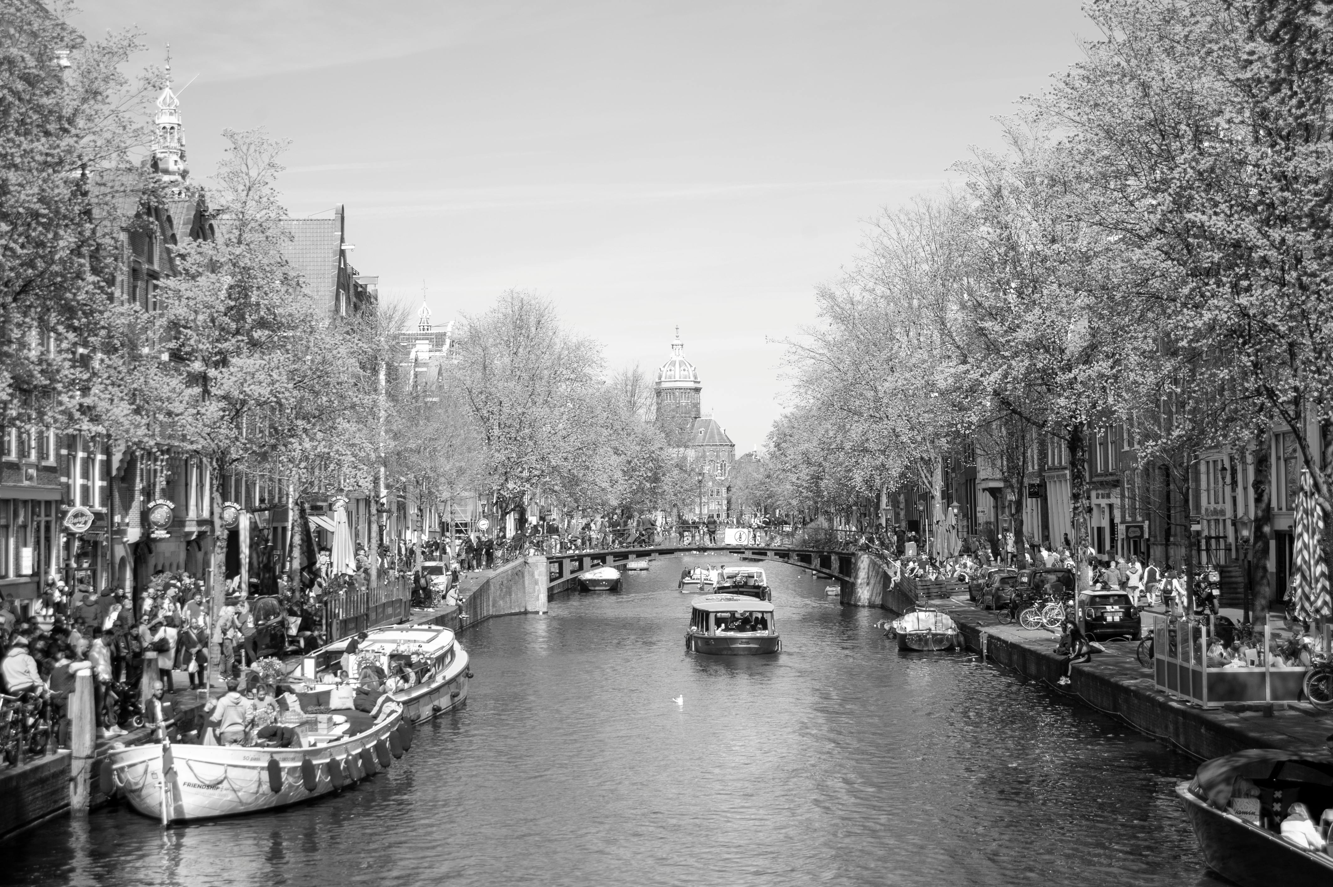 Local Pet Rules and Regulations in Amsterdam