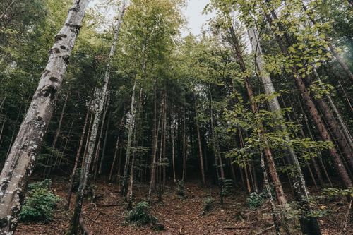 Free Tranquil view of a lush forest in Baiern, Germany during summer, featuring tall trees and dense foliage. Stock Photo