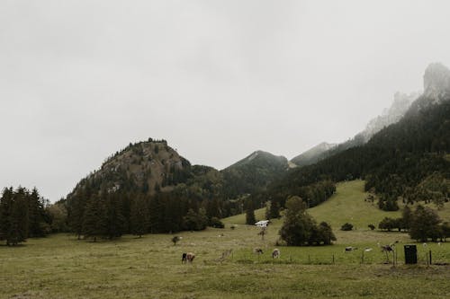 Základová fotografie zdarma na téma hory, hospodářská zvířata, krajina