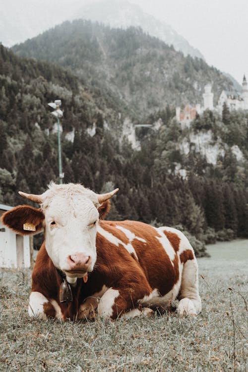 Piebald Cow Lying on Pasture