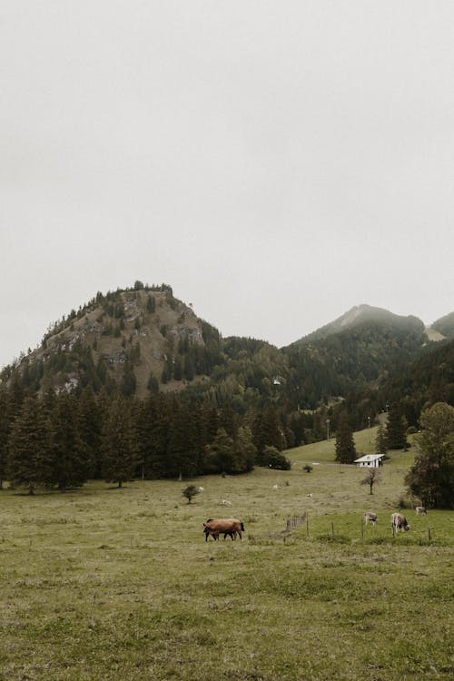 Безкоштовне стокове фото на тему «вертикальні постріл, гори, корови»