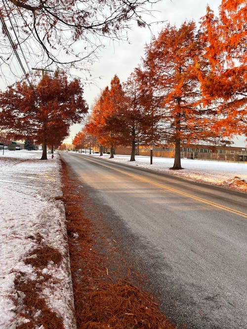 View of a Street between Autumnal Trees and Fields Covered in Snow 