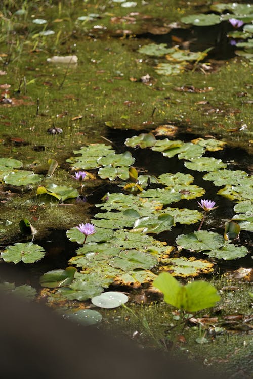 Fotobanka s bezplatnými fotkami na tému jazierko, kvety, lekná