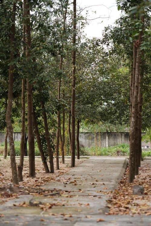 Free Serene view of a quiet park path lined with trees and fallen autumn leaves. Stock Photo
