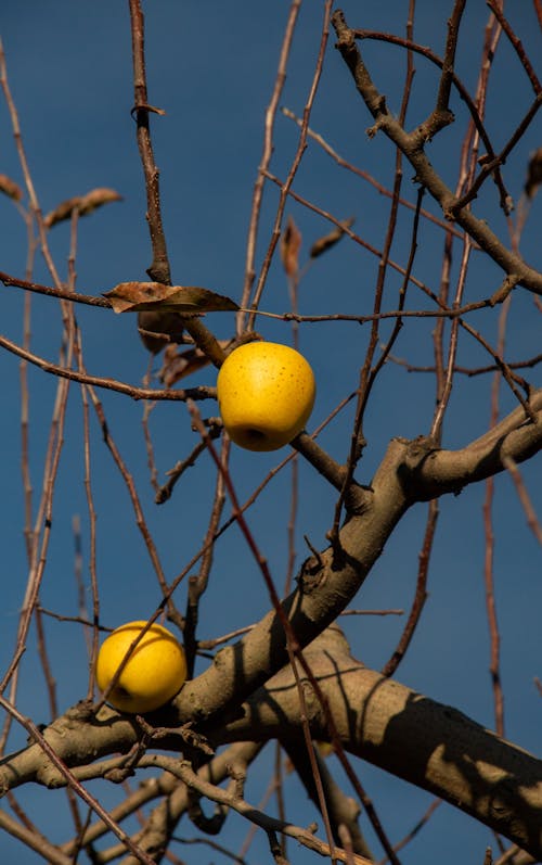 Apples on Bare Branches