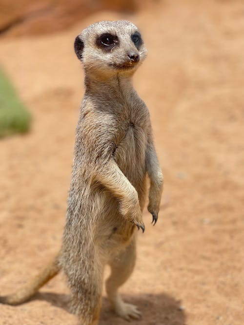 Portrait of a Meerkat Standing Outdoors