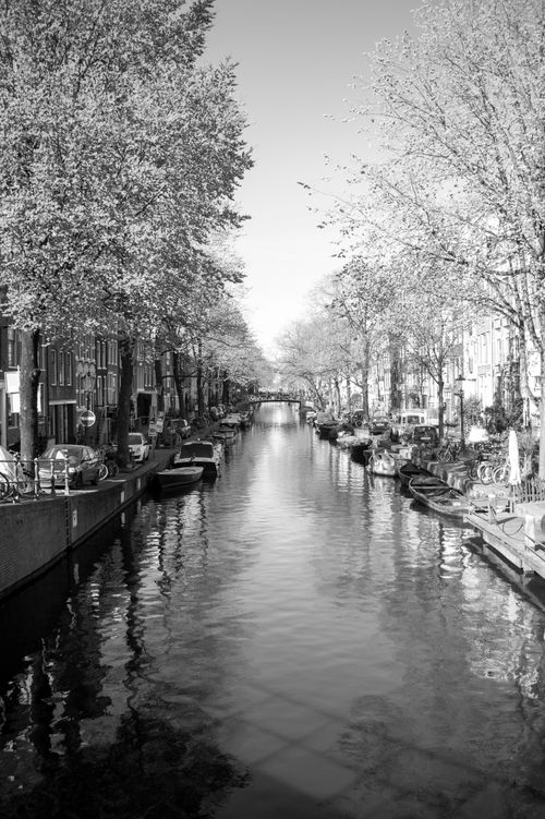 Free Elegant monochrome photo of a treelined canal with moored boats. Stock Photo