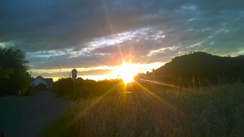 Základová fotografie zdarma na téma kukuřice, kukuřičné pole, obloha