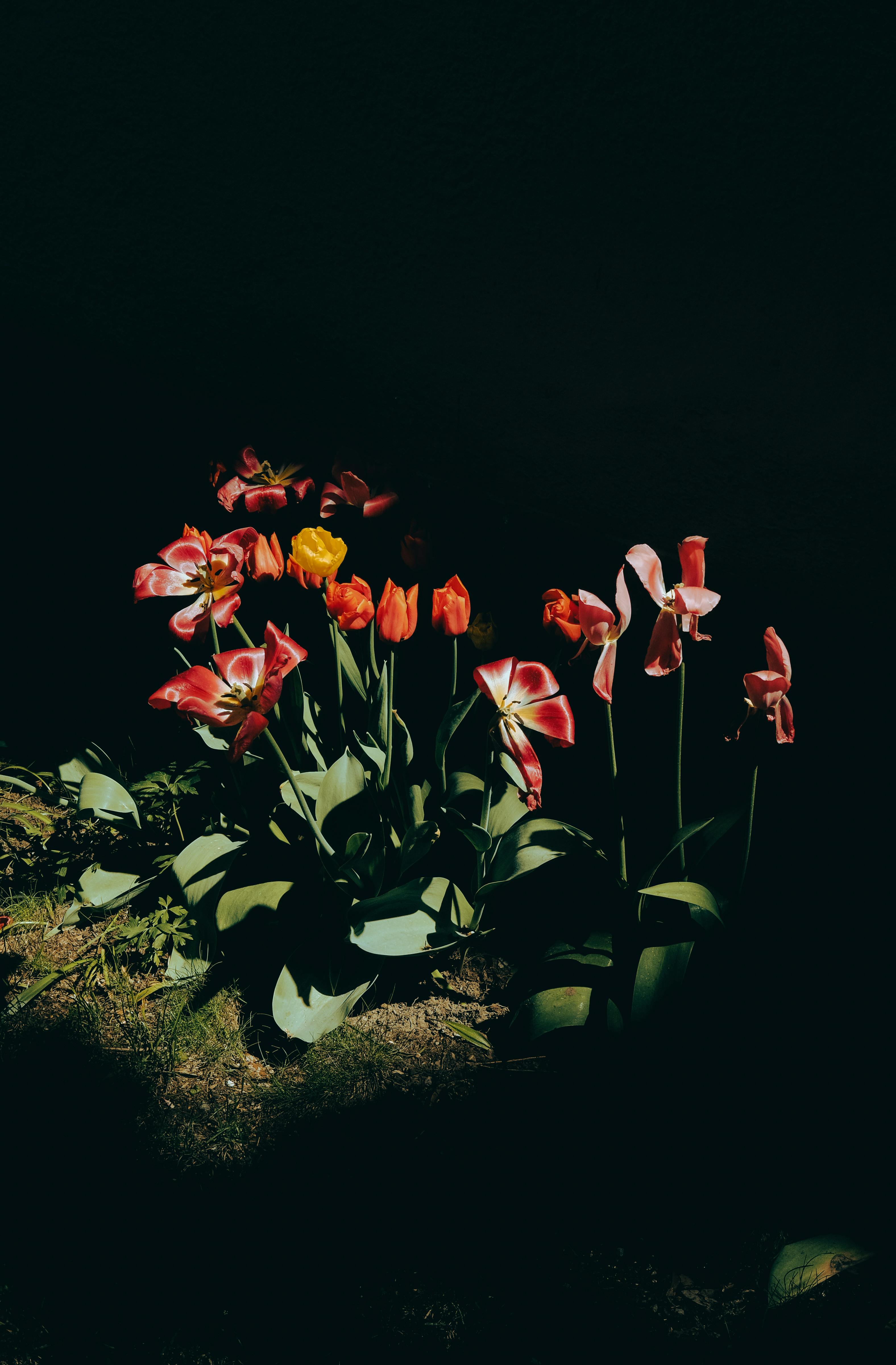 A stunning array of tulips illuminated against a black background in Helsinki.