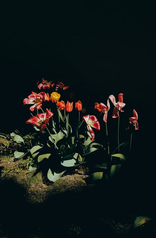 คลังภาพถ่ายฟรี ของ กลางคืน, ดอกไม้, ธรรมชาติ