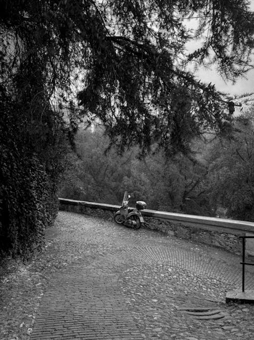 Fotos de stock gratuitas de belleza de la naturaleza, blanco y negro, camino de ladrillos