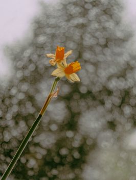 Bright yellow daffodil flowers in focus with a soft, blurred background, showcasing natural beauty.