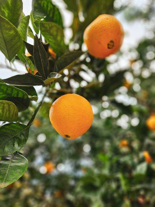 Free Close-up of ripe oranges hanging on a tree surrounded by green leaves, showcasing natural growth. Stock Photo