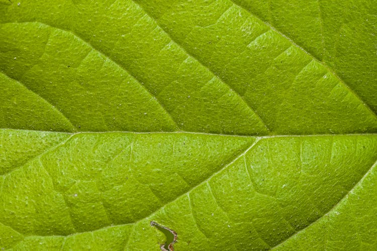 Green Leaf Texture