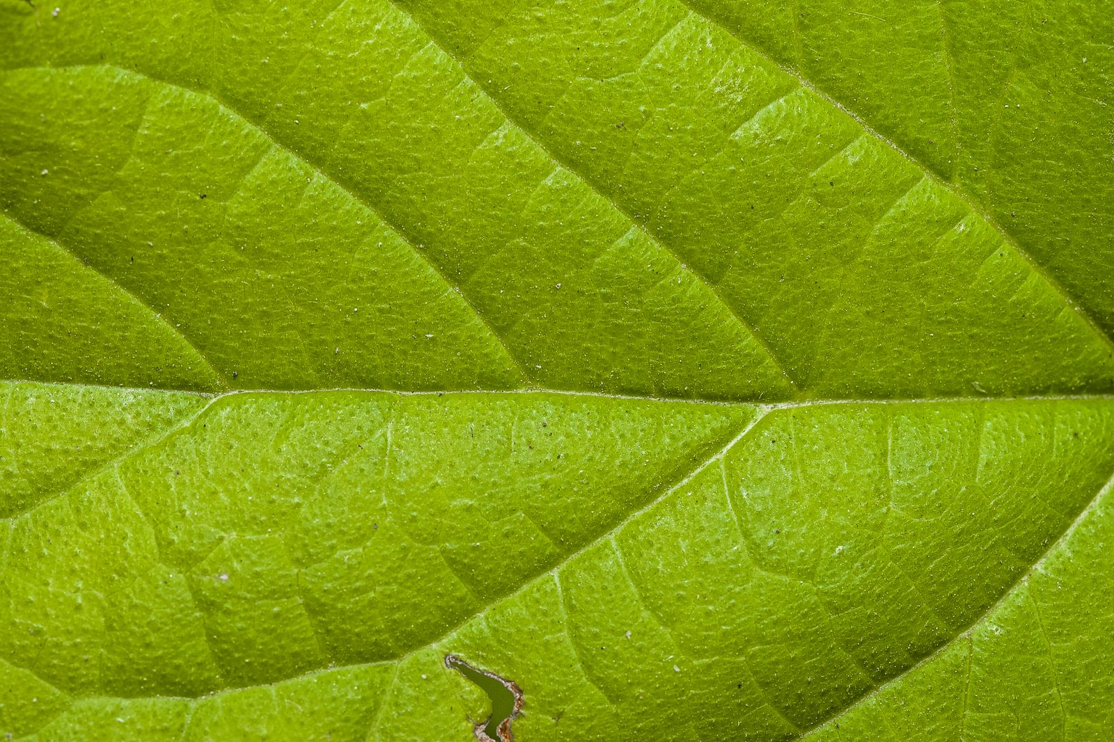 Green Flat Oblong Leaf Plant on Close Up Photography · Free Stock Photo