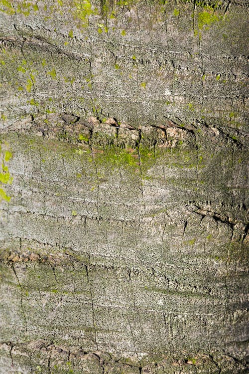 Close-up of a Tree Bark with Moss 
