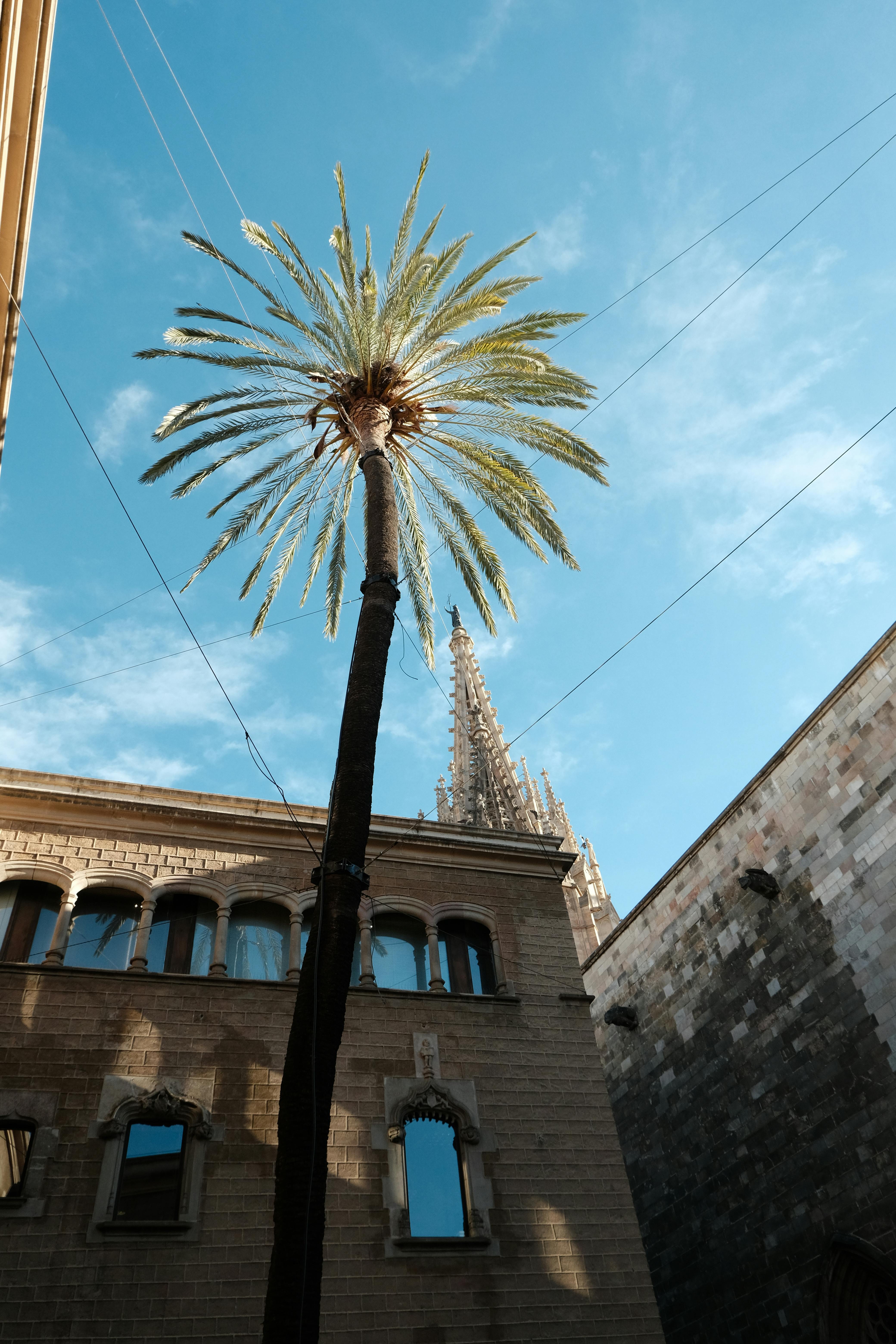 low angle shot of a palm tree in front of the casa de lardiaca and the barcelona cathedral tower in the background barcelona spain