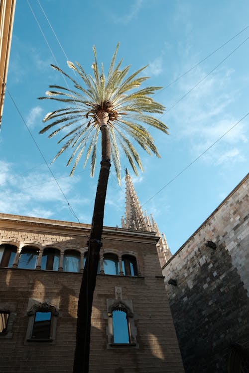 Low Angle shot of a Palm Tree in front of the Casa de lArdiaca and the Barcelona Cathedral Tower in the Background, Barcelona, Spain
