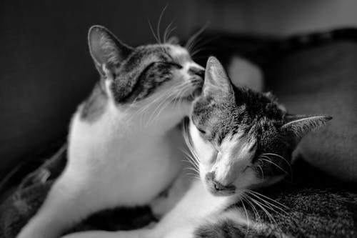 Free Cats in Gray Scale Photo Stock Photo