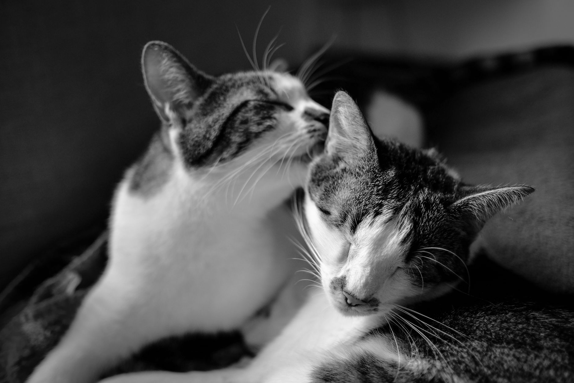 Portrait of a cat at a veterinary clinic