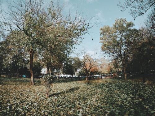 Free Scenic autumn park landscape featuring vivid foliage and tranquil atmosphere. Stock Photo