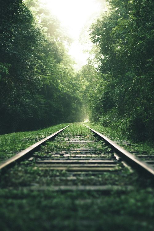 Free Scenic railway tracks disappearing into a lush, forested tunnel under soft daylight. Stock Photo