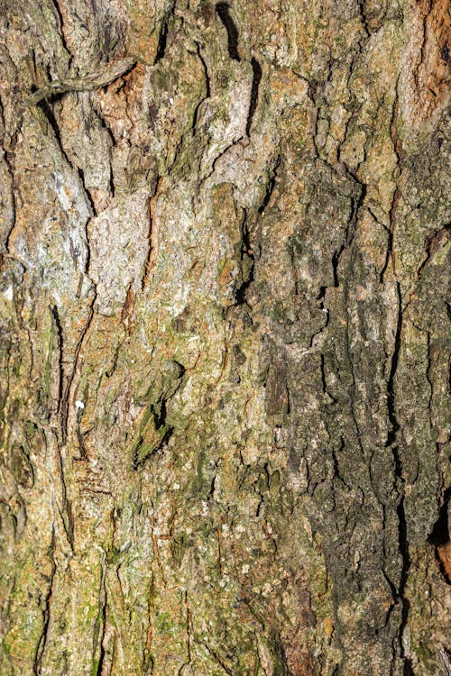 Kostnadsfri bild av bark, grov, mönster