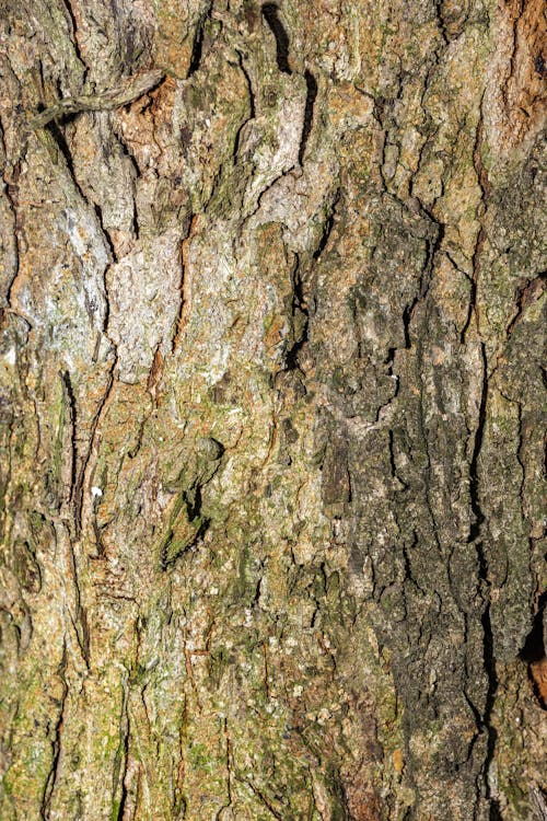 Kostenloses Stock Foto zu baum, baumrinde, muster