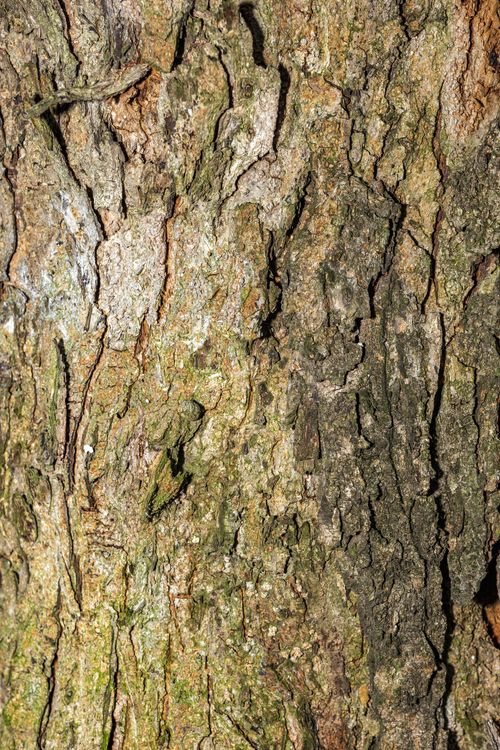 Free Detailed close-up of rough weathered tree bark showing natural patterns and textures. Stock Photo