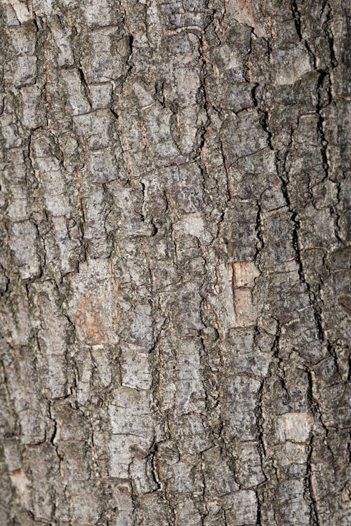 Бесплатное стоковое фото с вертикальный выстрел, грубый, древесная кора