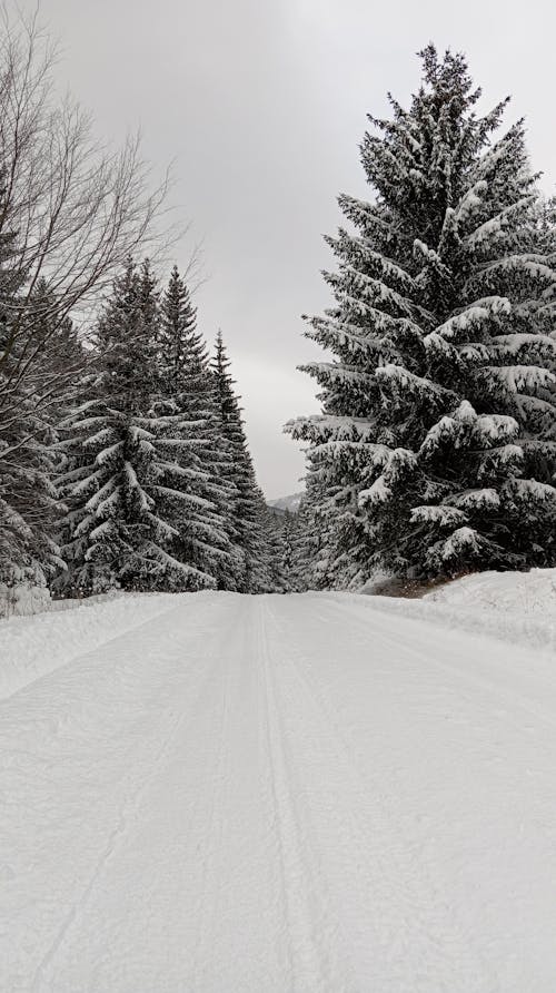 View of a Snowy Road and Trees 