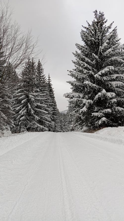 Foto d'estoc gratuïta de arbres, bosc, boscos