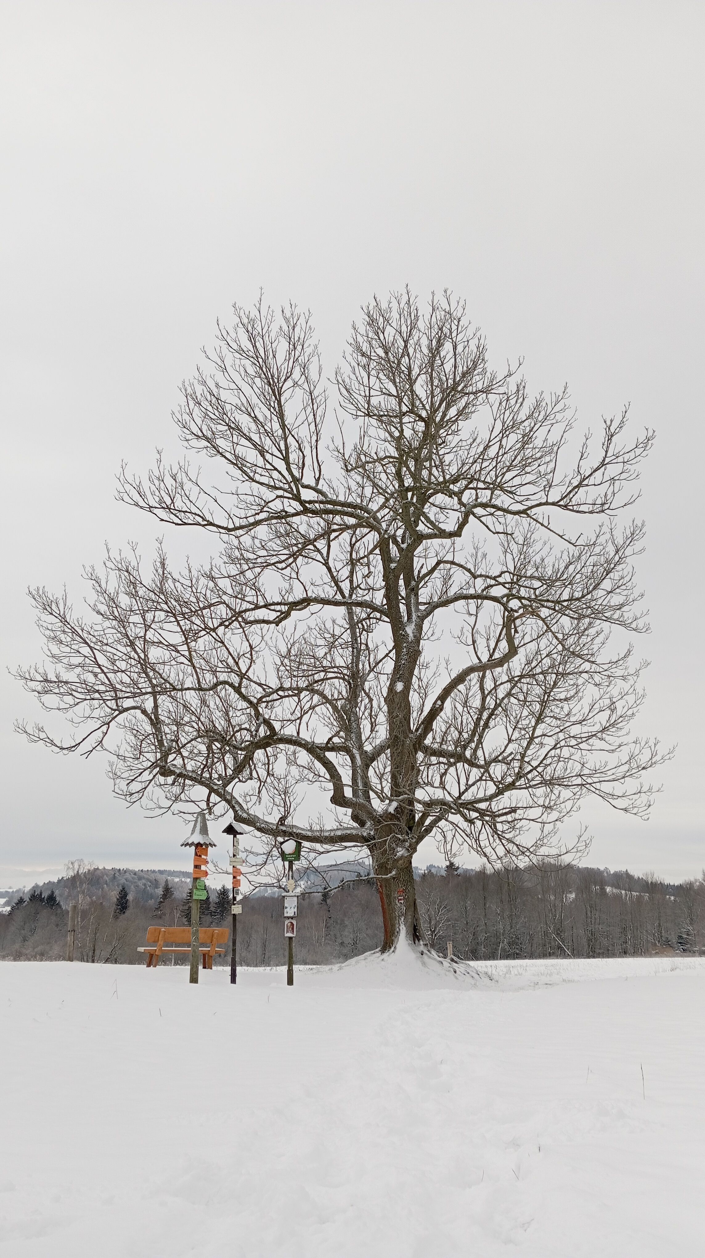 Solitary tree stands in a snowy field with bird feeders, creating a serene winter scene.
