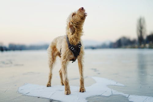 A Domestic Dog Standing on a Frozen Body of Water 