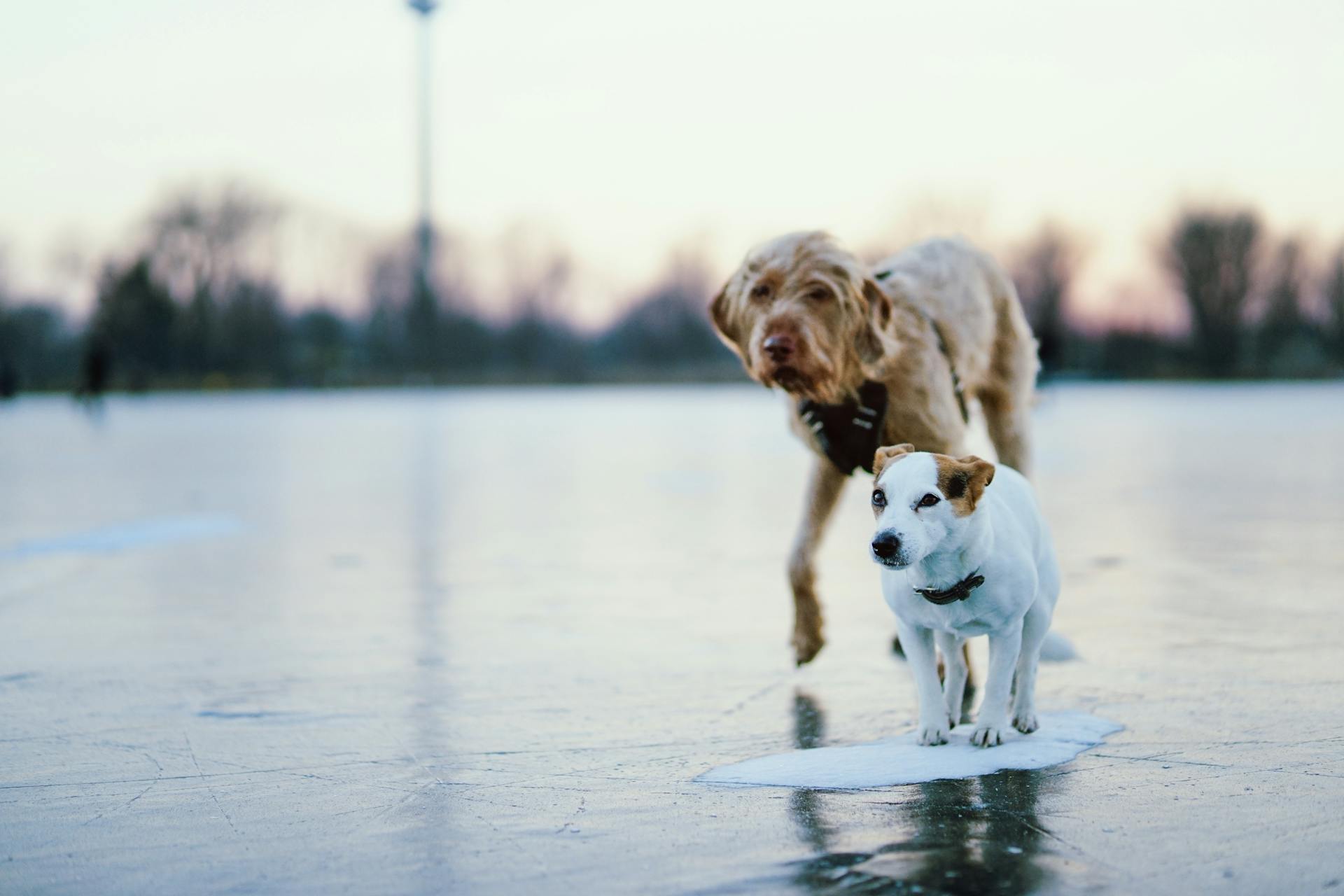 Des chiens sur un cours d'eau gelé