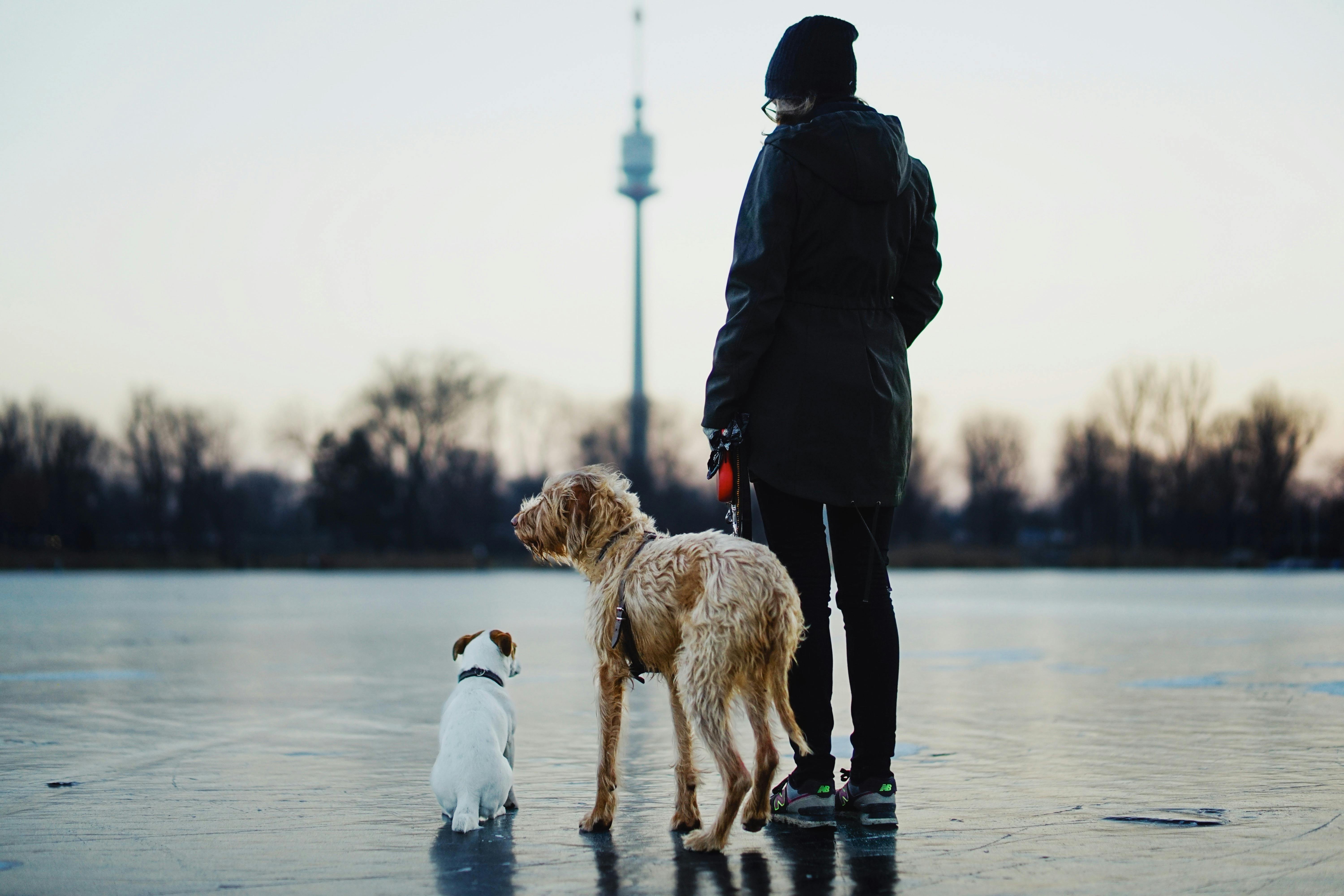 pet insurance germany — Photo by Andreas Schnabl on Pexels